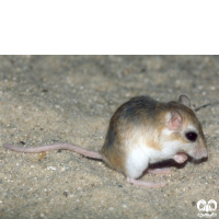 گونه جربیل بین‌ النهرین Mesopotamian Gerbil